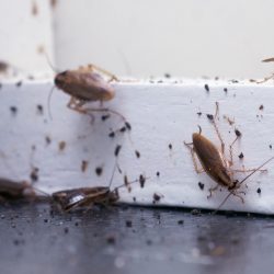 pest control experts phoenix az