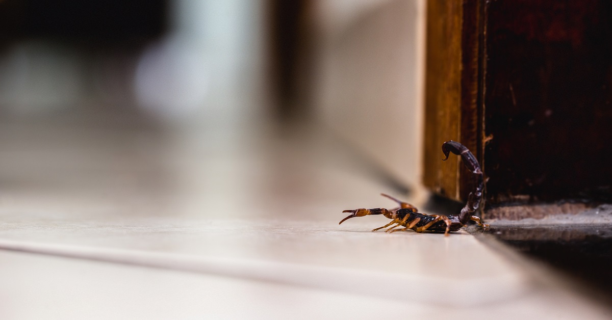 House Cricket Identification & Info  Arrow Exterminating Company, Inc. -  Pest Control and Exterminator Services