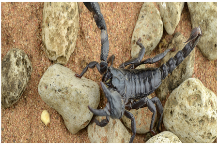 Best Scorpion Exterminator Phoenix
