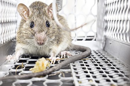 Emergency Pest Control Phoenix