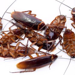 Cockroach Control Phoenix