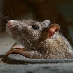 Exterminator Phoenix