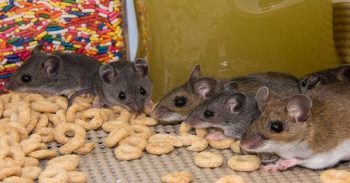 rodent_control_Phoenix
