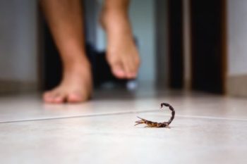 Scorpion Exterminator In Phoenix