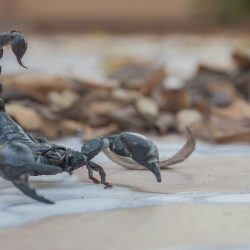 scorpion_control_Phoenix scorpion_control_Phoenix