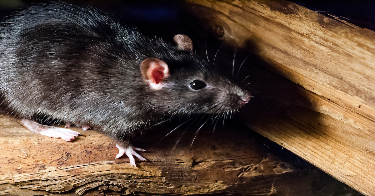 Rat Exterminator West Palm Beach - Rodents - Island Environmental