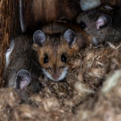 Rodent Control Scottsdale