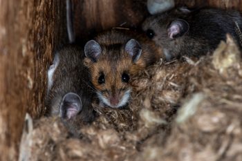 Rodent Control Scottsdale