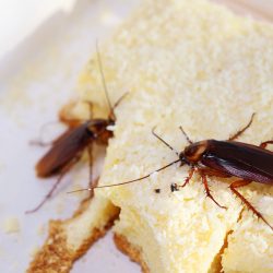 Cockroach Control Phoenix