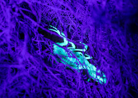 Scorpion Removal Phoenix