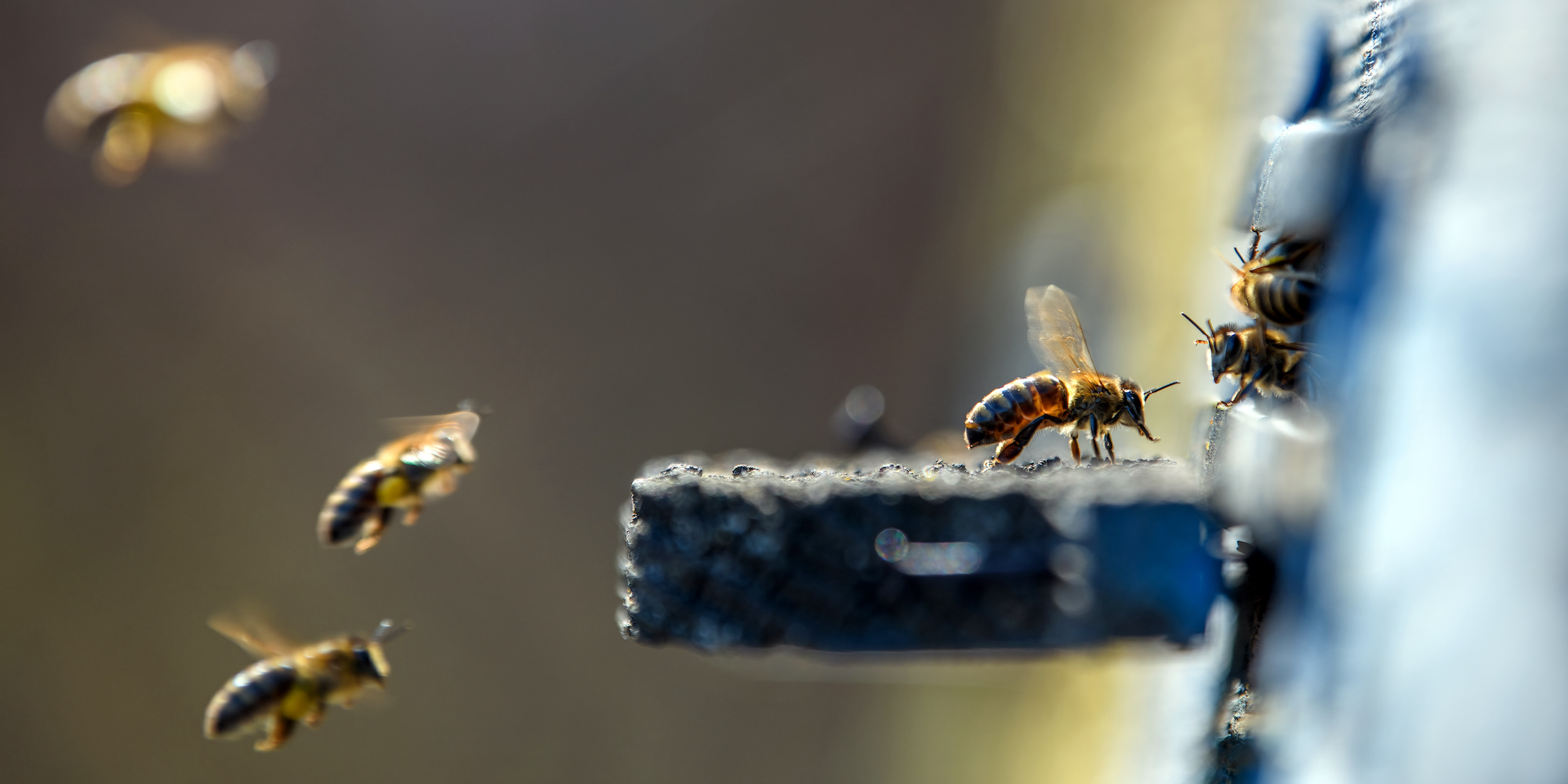 Bee Exterminator Phoenix