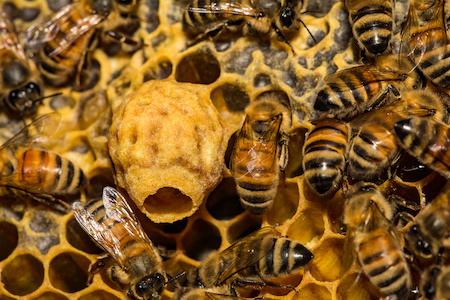 Bee Removal Phoenix