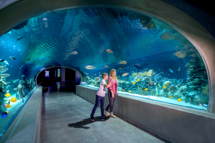 OdySea Aquarium