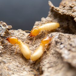 Termite Control Phoenix