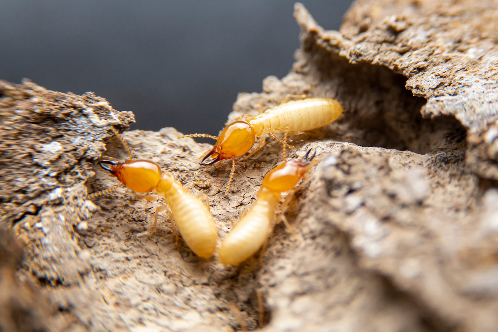 Termite Control Phoenix