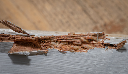 Termite Control Services Phoenix