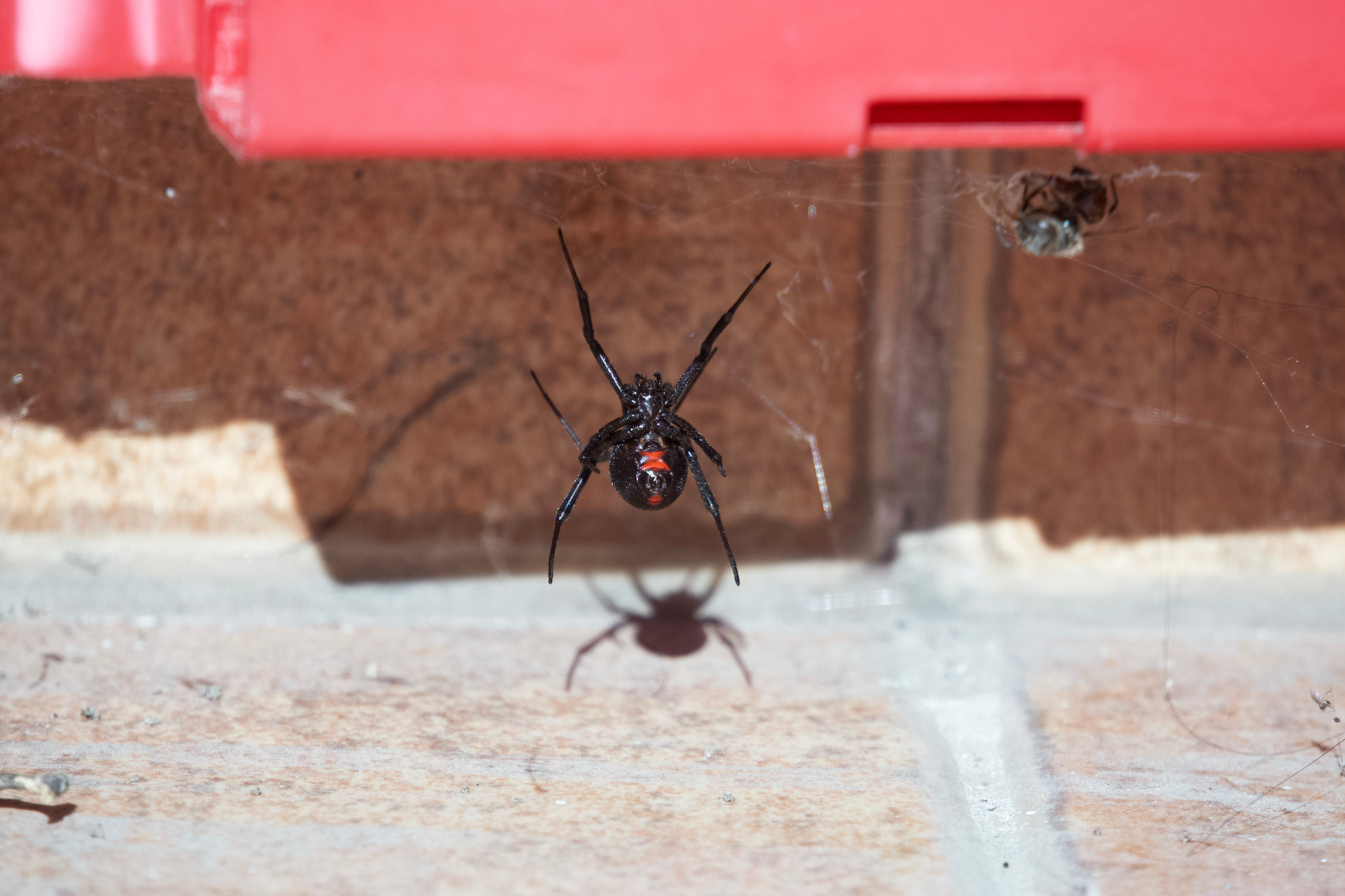 Pest Control Glendale AZ