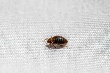 Bed Bug Treatment Mesa