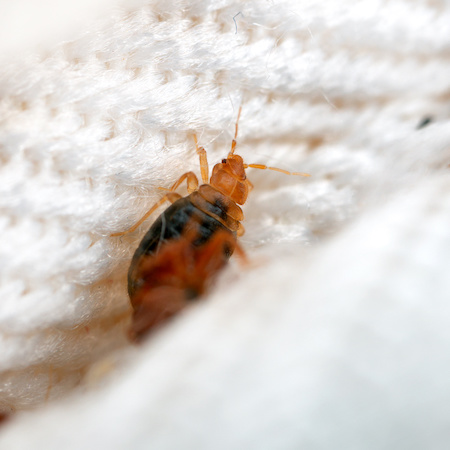 Bed Bug Treatments Mesa