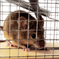 Rodent Control Buckeye