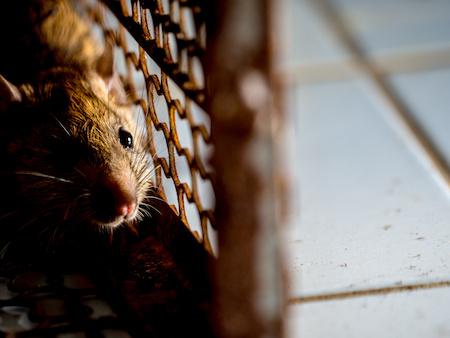 Rodent Control Help Buckeye