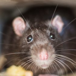 Rodent Control Phoenix