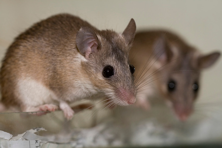 Rodent Control Services Phoenix