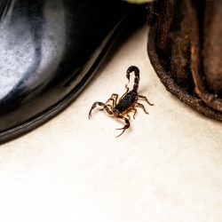 Scorpion Control Mesa Scorpion Control Mesa