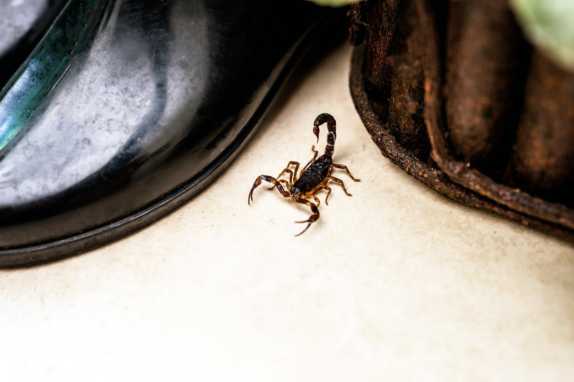 Scorpion Control Mesa