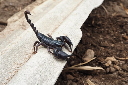 Scorpions Mesa