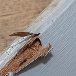Termite Control Scottsdale