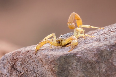 Critter Control Near Me Phoenix