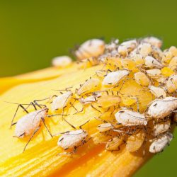 Critter Control Phoenix