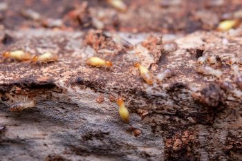 Termite Treatment Phoenix