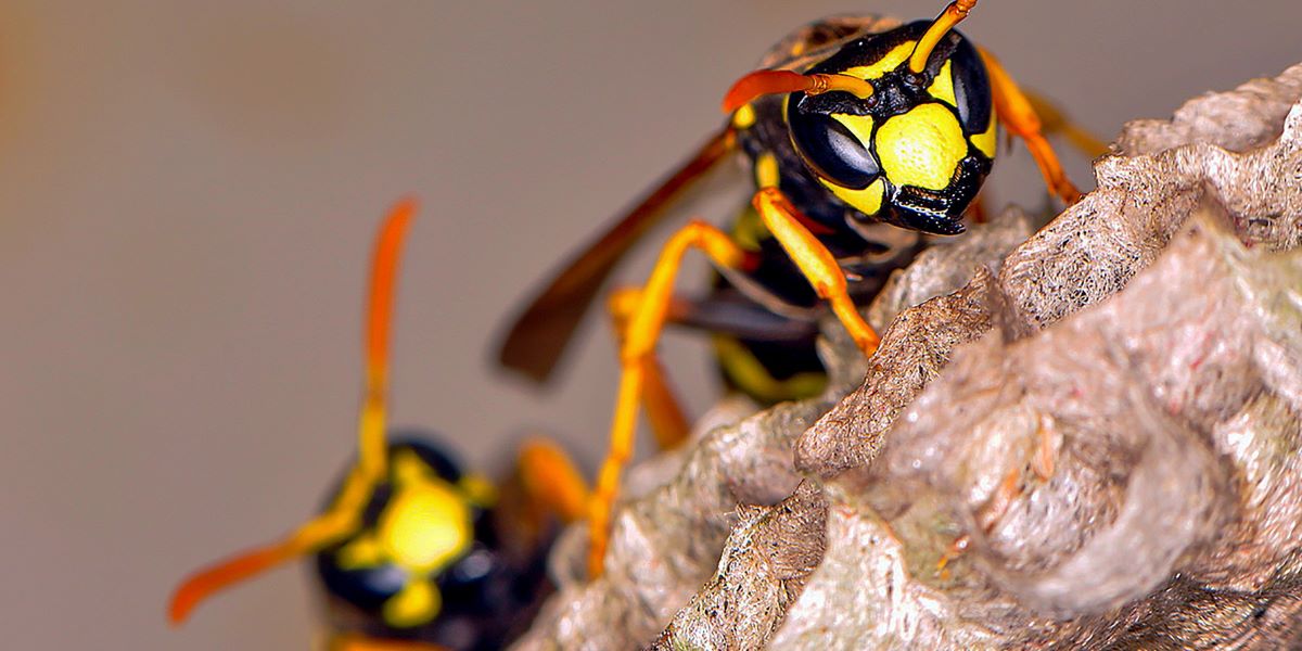 Exterminator Scottsdale