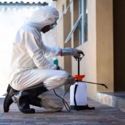Exterminator In Phoenix Az