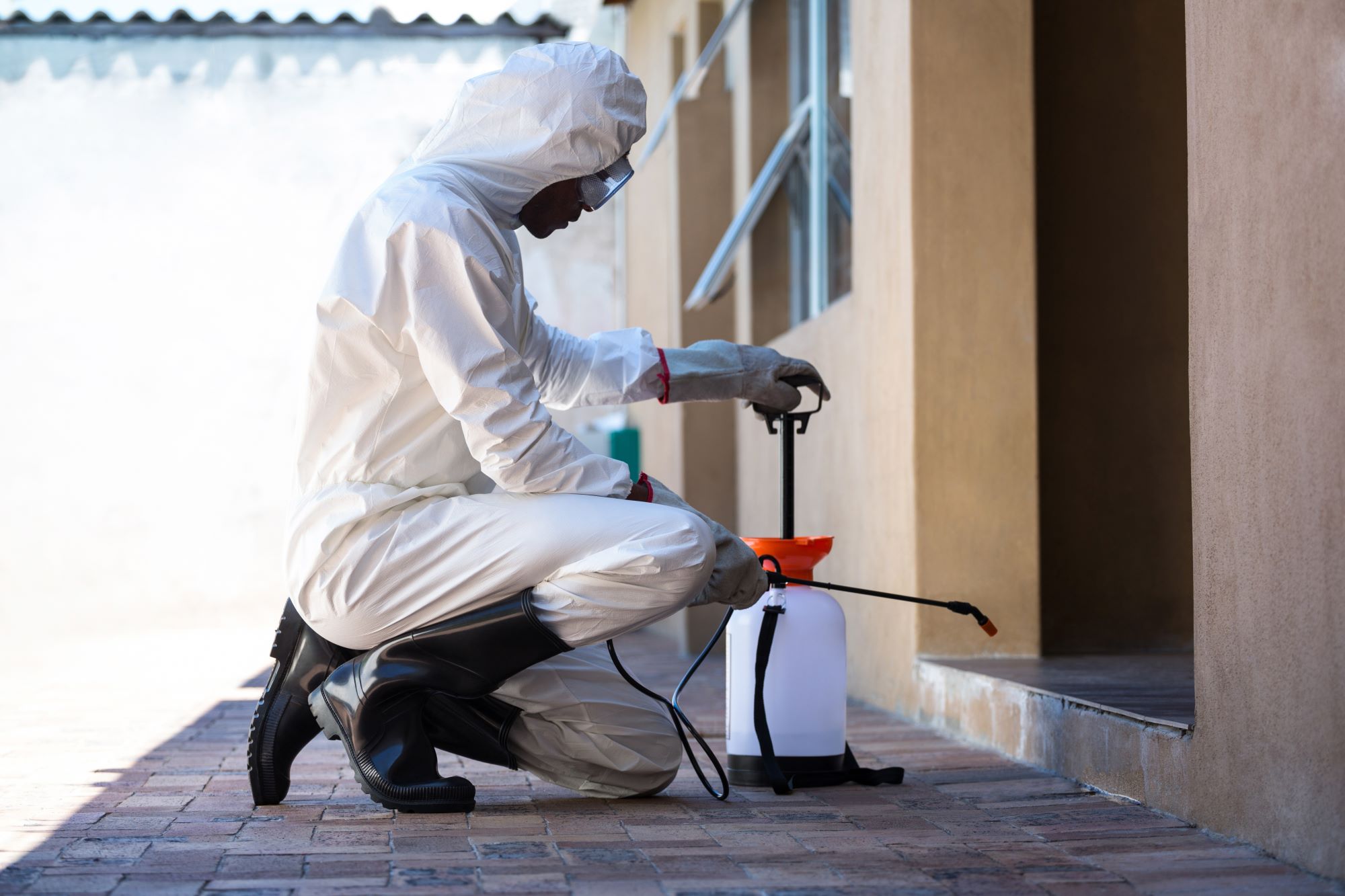 Exterminator In Phoenix Az
