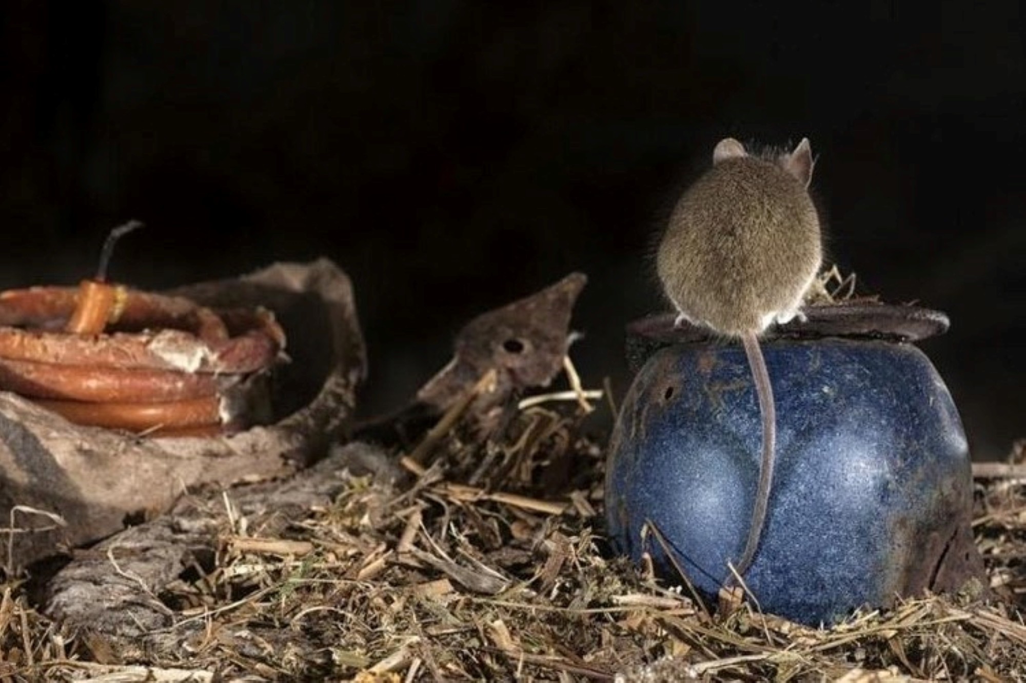 Pest Control Chandler Az