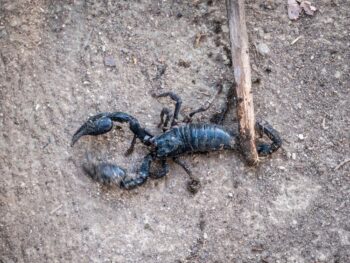 Scorpion Control Near Me Tempe Az
