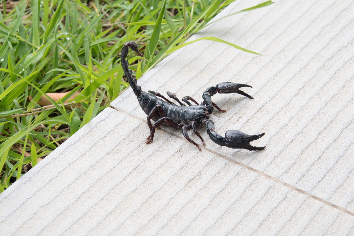 Scorpion Control Phoenix AZ | Anteater Exterminating Inc.