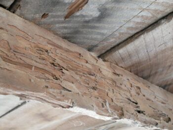Termite Control Near Me Tempe Az