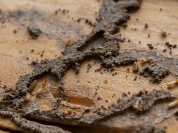 Termite Control Tempe Az