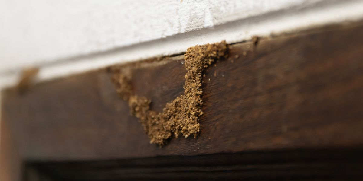 Termite Inspection | Anteater Exterminating Inc.