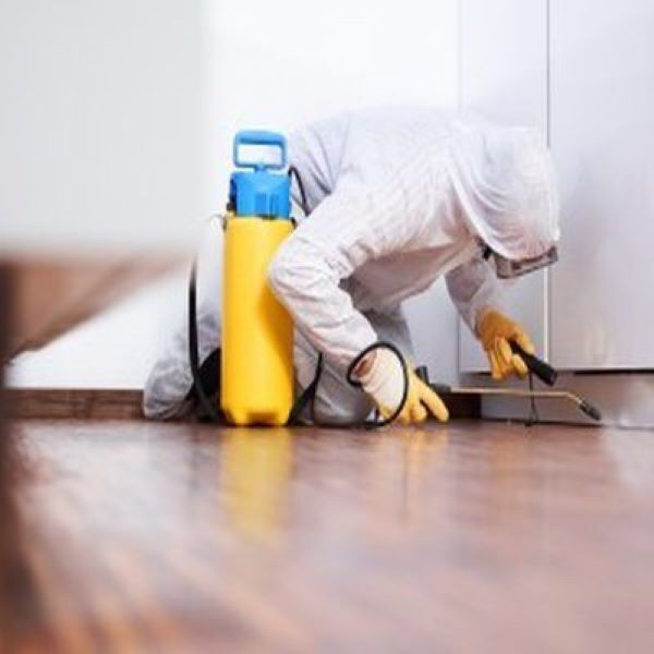 Exterminator In Goodyear Az