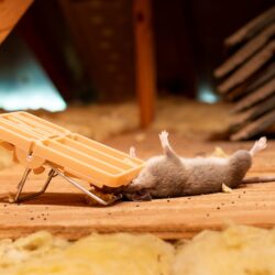 Exterminator Phoenix Arizona