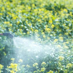 Exterminator In Phoenix Az