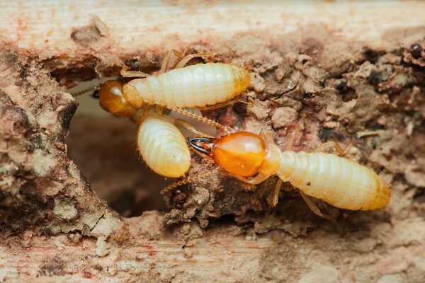 Exterminator Near Me Phoenix Arizona