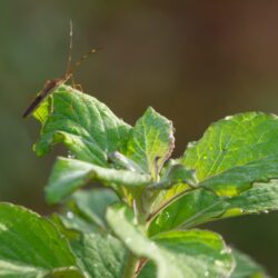 Exterminator Phoenix Arizona Exterminator Phoenix Arizona