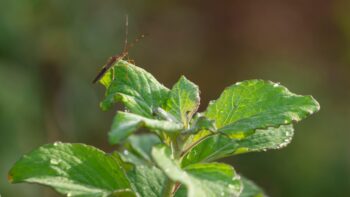 Exterminator Phoenix Arizona Exterminator Phoenix Arizona