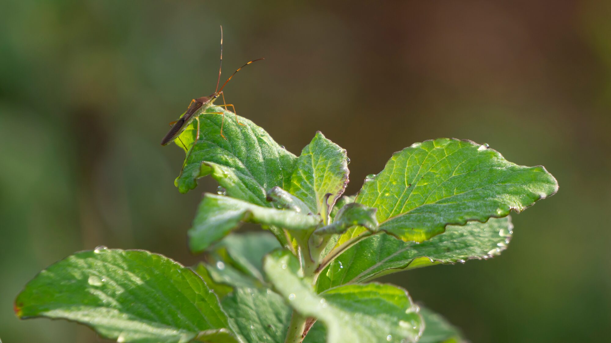 Exterminator Phoenix Arizona Exterminator Phoenix Arizona
